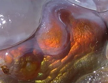 Fire Agate