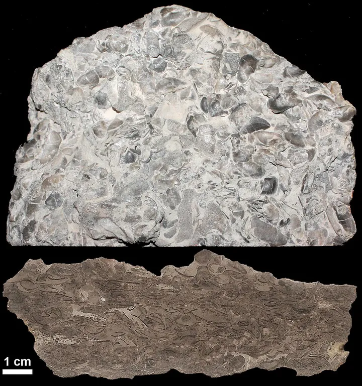Limestone