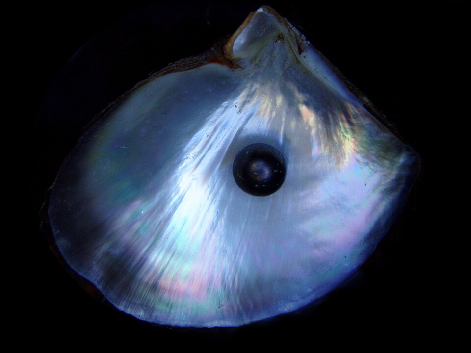 Pearl