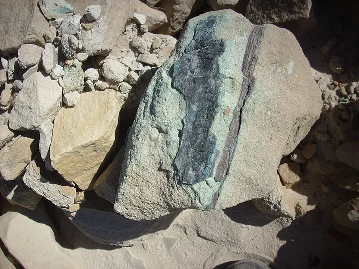 Petrified Wood