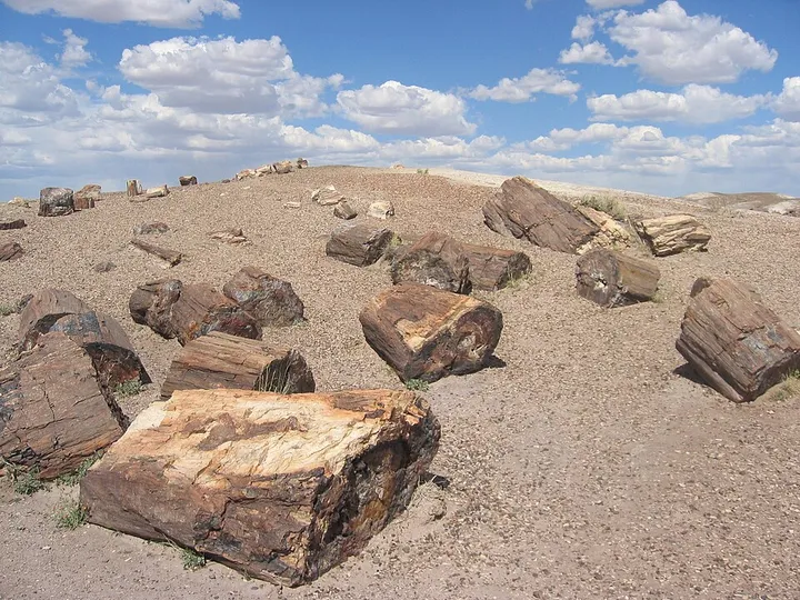 Petrified Wood