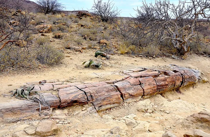 Petrified Wood